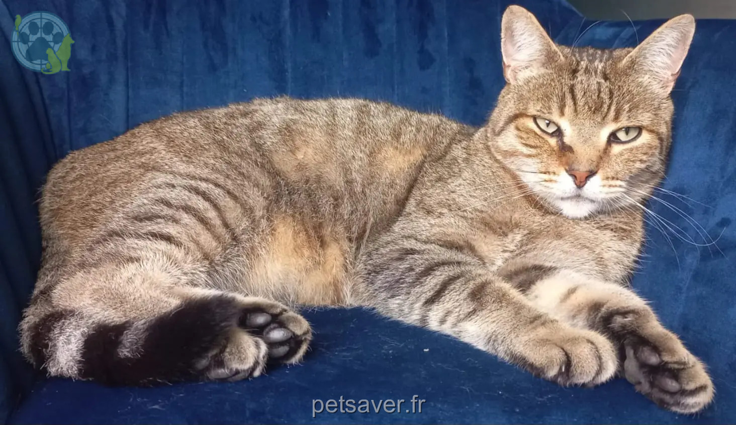 Chat Perdu Montgomery County Chat Perdu Montgomery County