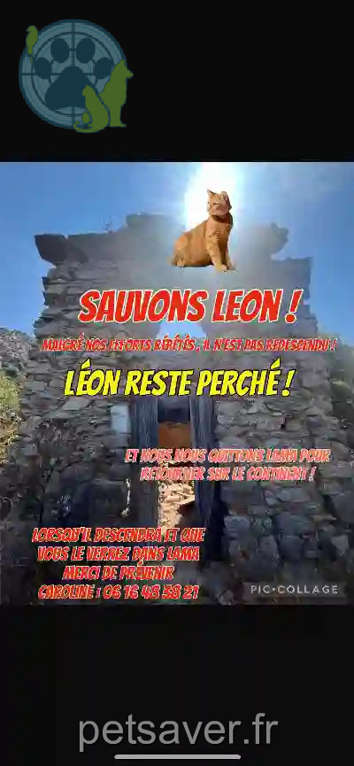 Chat Perdu - Léon Chat Perdu - Léon