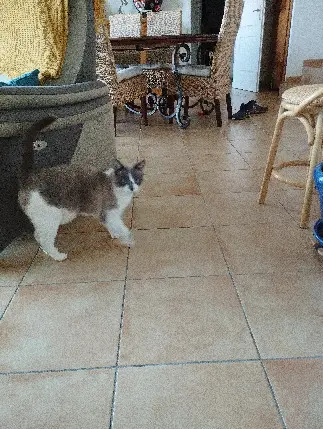 Chat Perdu - Mendel Chat Perdu - Mendel