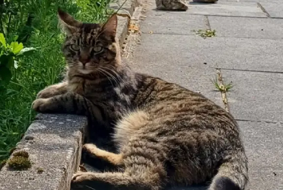 - Tango - Tango