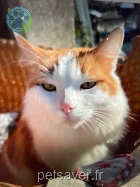 Kater vermisst Val-de-Travers Crevette Kater lost Val-de-Travers Crevette