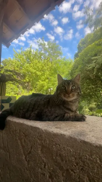 chat lost   34190 Cazilhac Niki