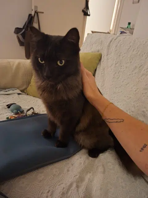 chat lost    Saint-Paul Barnabé