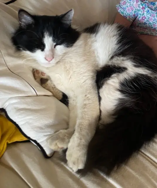 chat lost   97425 Les Avirons Mallow