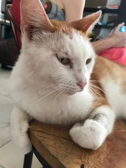 chat lost   97440 Saint-André Pouf