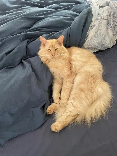 chat lost    Saint-Paul Rory