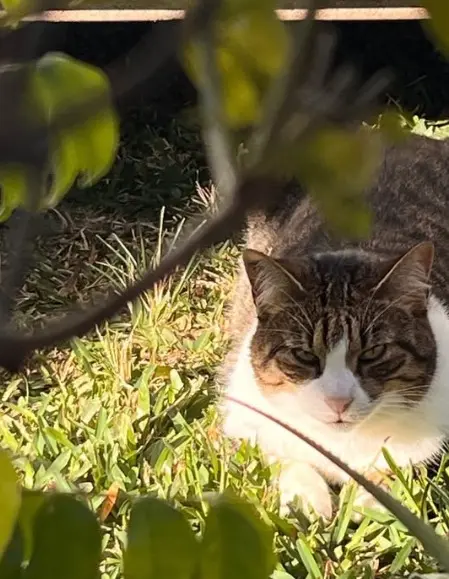 chat lost    Saint-Denis Sam