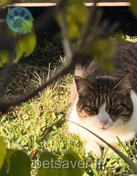 cat lost    Saint-Denis Sam