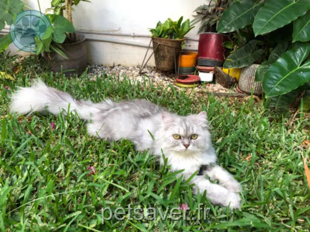 chat lost Saint-Denis Taigo