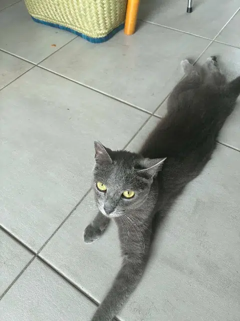 chat lost    Saint-Paul Slo