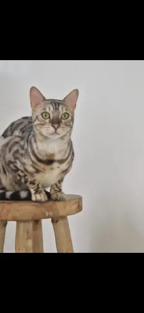 cat lost Saint-Pierre Timy cat lost Saint-Pierre Timy