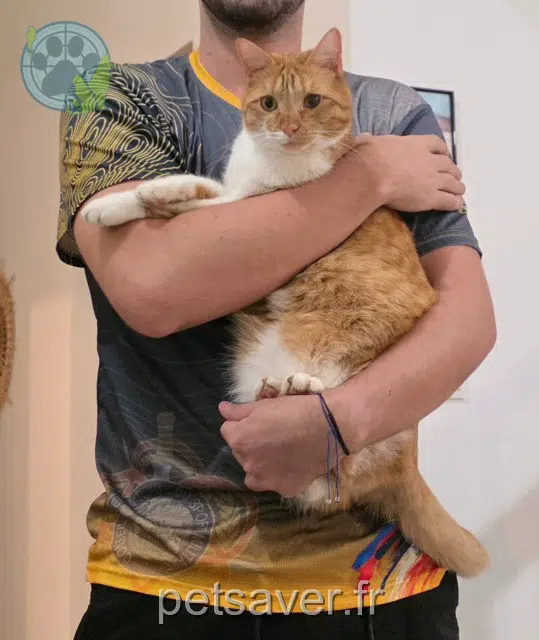 chat lost 97419 La Possession Tiprout