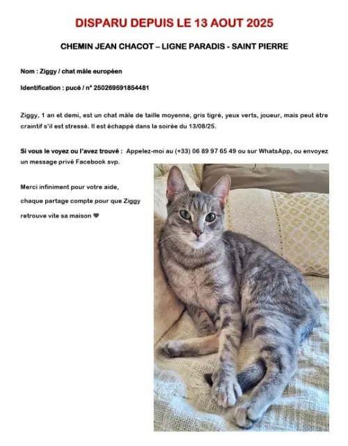 chat lost    Saint-Pierre Ziggy