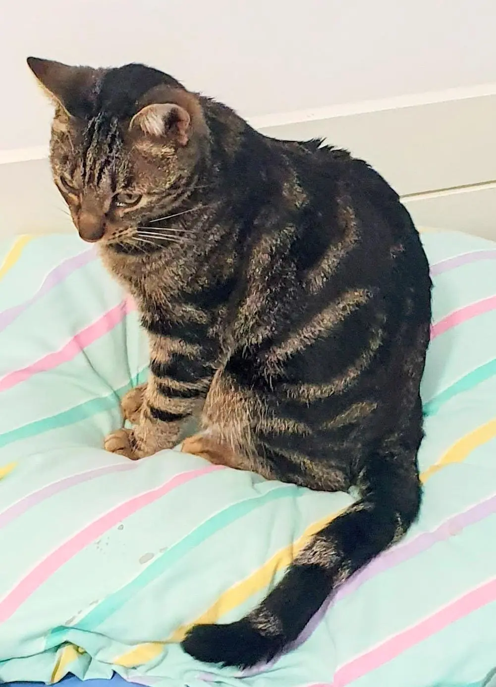 gato perdido Viale Palmiro Togliatti 00172 Roma Zigzag gato lost Viale Palmiro Togliatti 00172 Roma Zigzag
