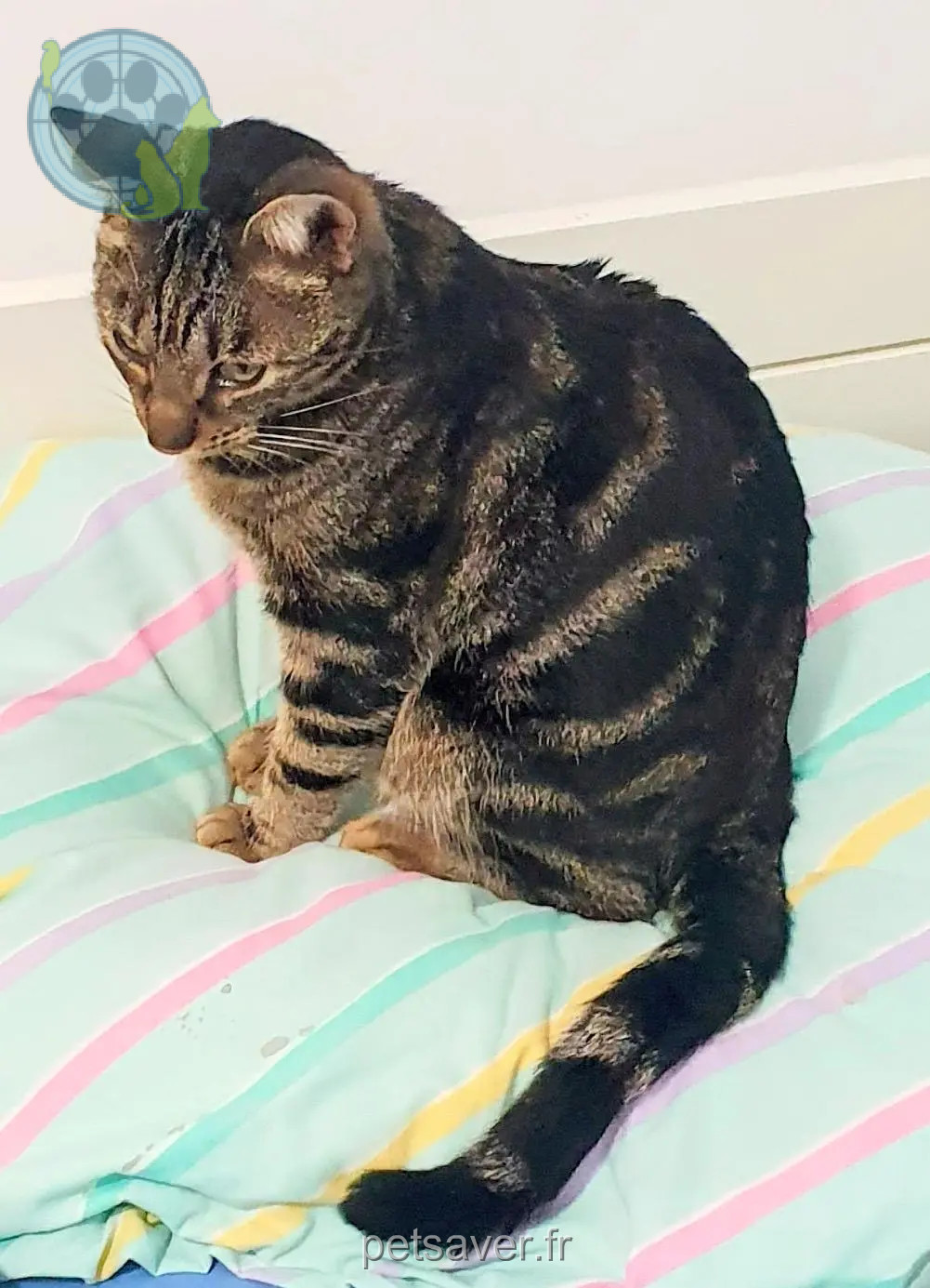 Kater vermisst Viale Palmiro Togliatti 00172 Roma Zigzag Kater lost Viale Palmiro Togliatti 00172 Roma Zigzag