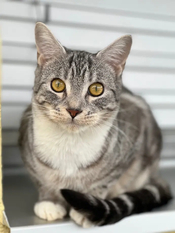 Chat Perdu Wahlkreis Toggenburg Neckertal - Hoshi Chat Perdu Wahlkreis Toggenburg Neckertal - Hoshi