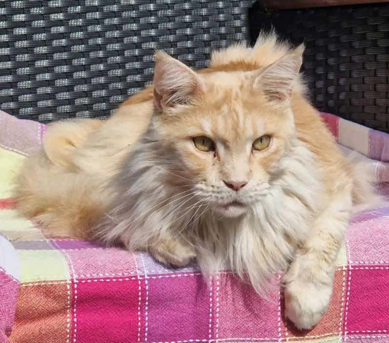 Chat Perdu BE-VBR Halle-Vilvoorde - Karamel Chat Perdu BE-VBR Halle-Vilvoorde - Karamel