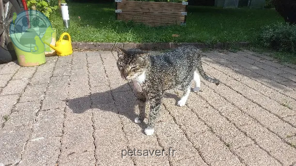 Chat Perdu District de Lausanne Chat Perdu District de Lausanne