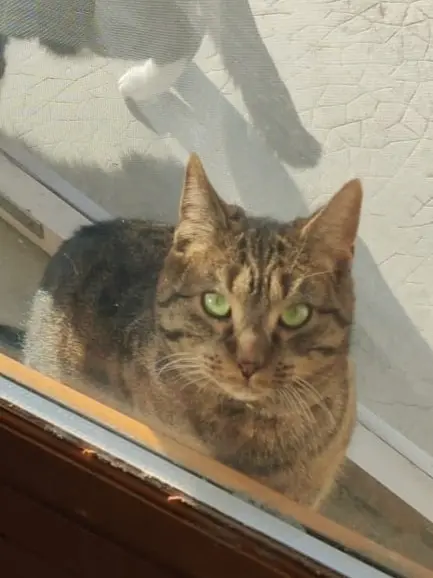 chat lost   1462 Yvonand O'Malley