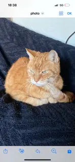 chat perdu 2 Rue du Mitan 6211 Mellet chat lost 2 Rue du Mitan 6211 Mellet