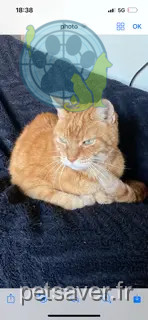 gato perdido 2 Rue du Mitan 6211 Mellet gato lost 2 Rue du Mitan 6211 Mellet
