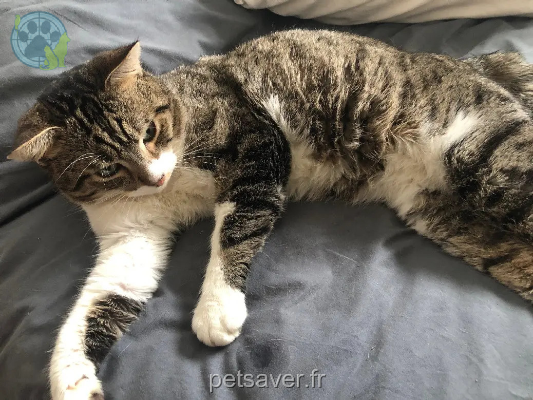 gatto perso 2 Rue du Mitan 6211 Mellet Boubou gatto lost 2 Rue du Mitan 6211 Mellet Boubou