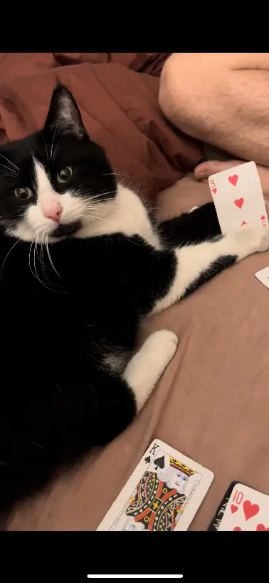 Chat Perdu BE-WHT Charleroi - Figaro Chat Perdu BE-WHT Charleroi - Figaro