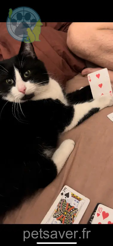 Chat Perdu BE-WHT Charleroi - Figaro Chat Perdu BE-WHT Charleroi - Figaro