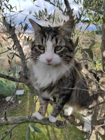 kater vermist 2 Rue du Mitan 6211 Mellet Léon kater lost 2 Rue du Mitan 6211 Mellet Léon
