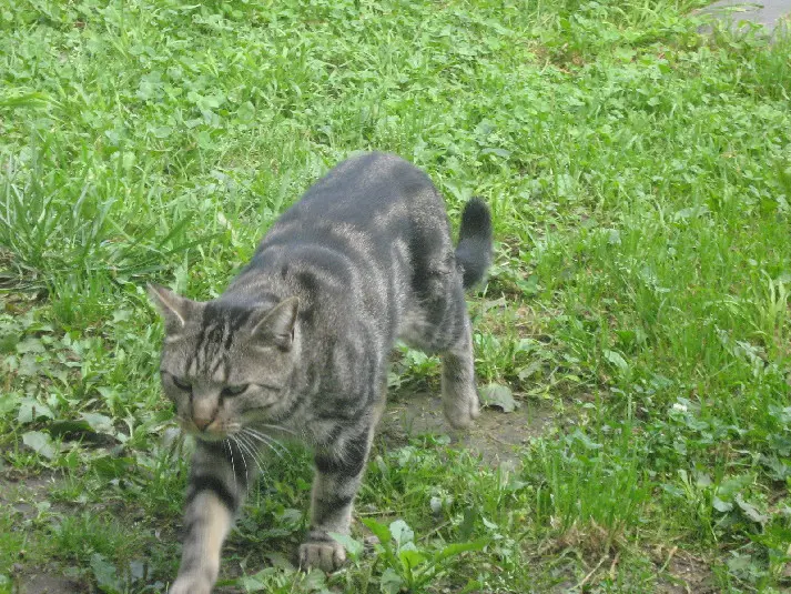 Chat Perdu BE-WHT Charleroi Chat Perdu BE-WHT Charleroi