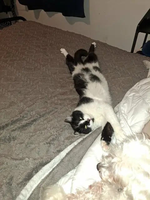 chat lost    Binche César