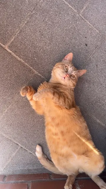 gato perdido 7700 Mouscron Mickey gato lost 7700 Mouscron Mickey