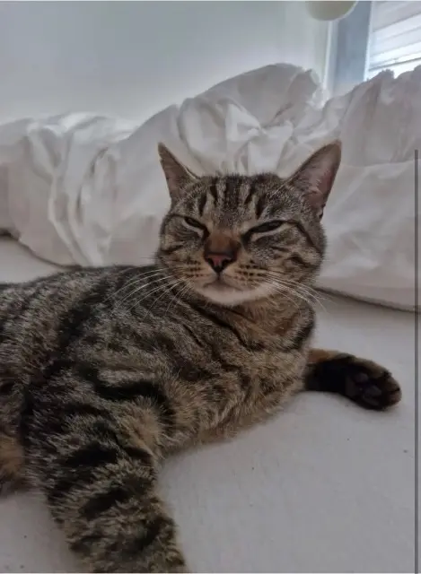 gatto perso 4430 Ans Tigri gatto lost 4430 Ans Tigri