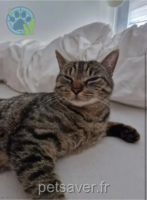cat lost 4430 Ans Tigri cat lost 4430 Ans Tigri