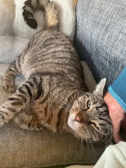Chat Perdu Bezirk Hinwil Chat Perdu Bezirk Hinwil