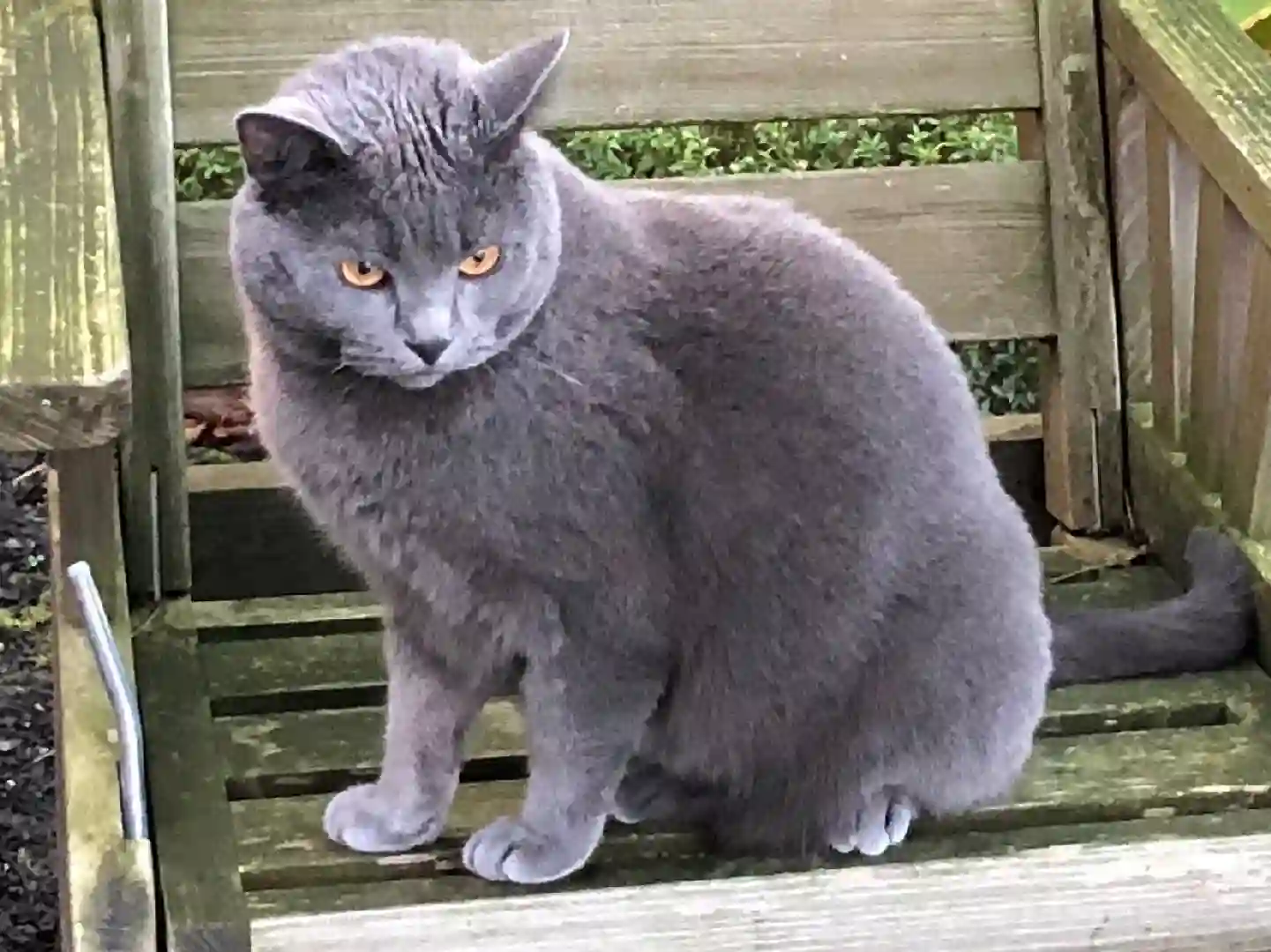 Chat Perdu Bezirk Meilen - Benedetto Chat Perdu Bezirk Meilen - Benedetto