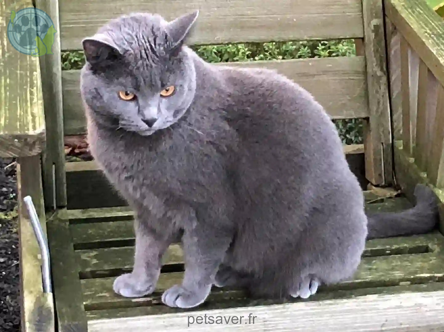 Chat Perdu Bezirk Meilen - Benedetto Chat Perdu Bezirk Meilen - Benedetto