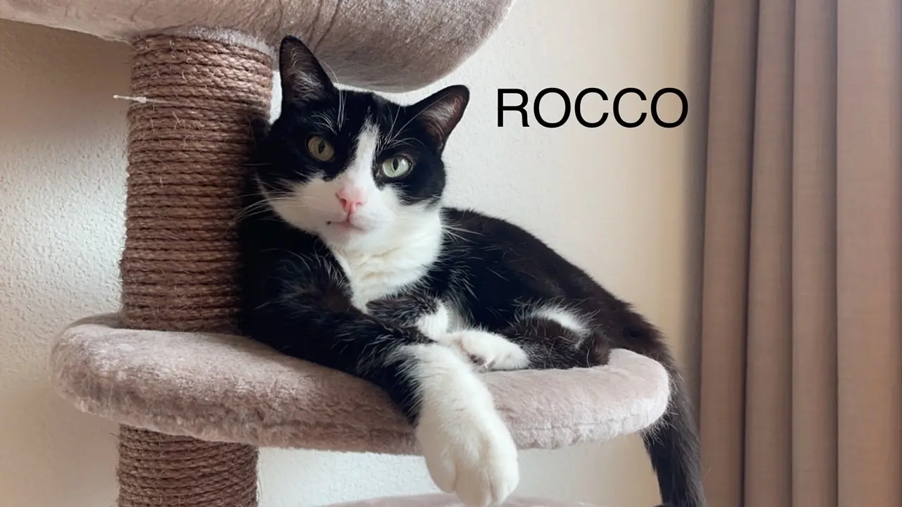 Chat Perdu Bezirk Zürich Zürich - Rocco Chat Perdu Bezirk Zürich Zürich - Rocco