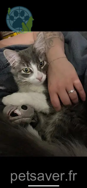 chat reunited   01120 Montluel Audi