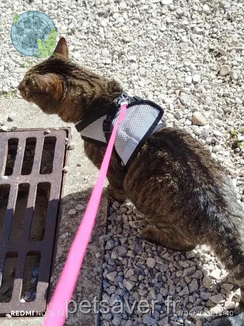 chat reunited   01240 Dompierre-sur-Veyle Collin