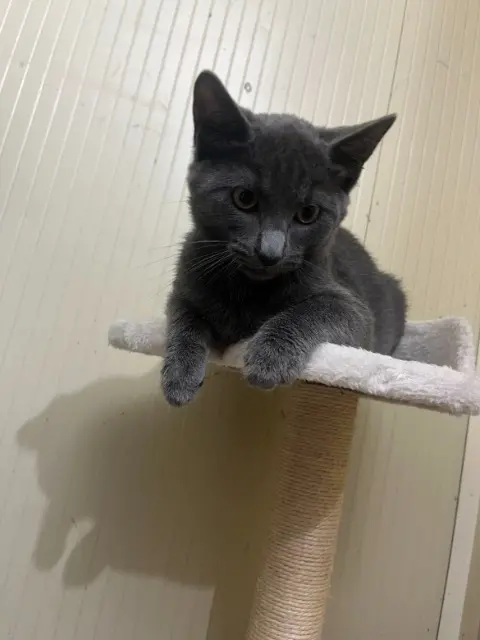 chat reunited   01300 Colomieu Filou