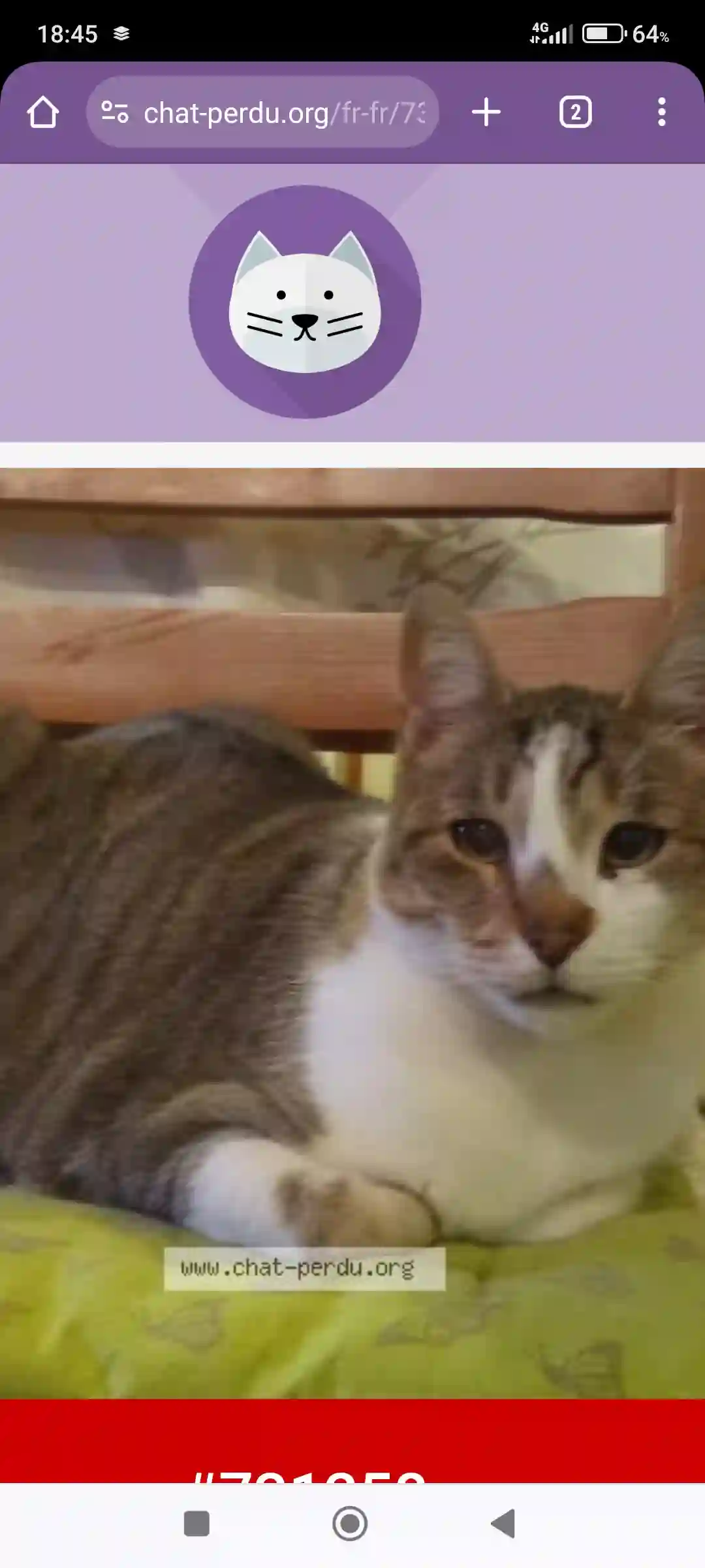 Chat Perdu 01 Ain - Hawaï Chat Perdu 01 Ain - Hawaï