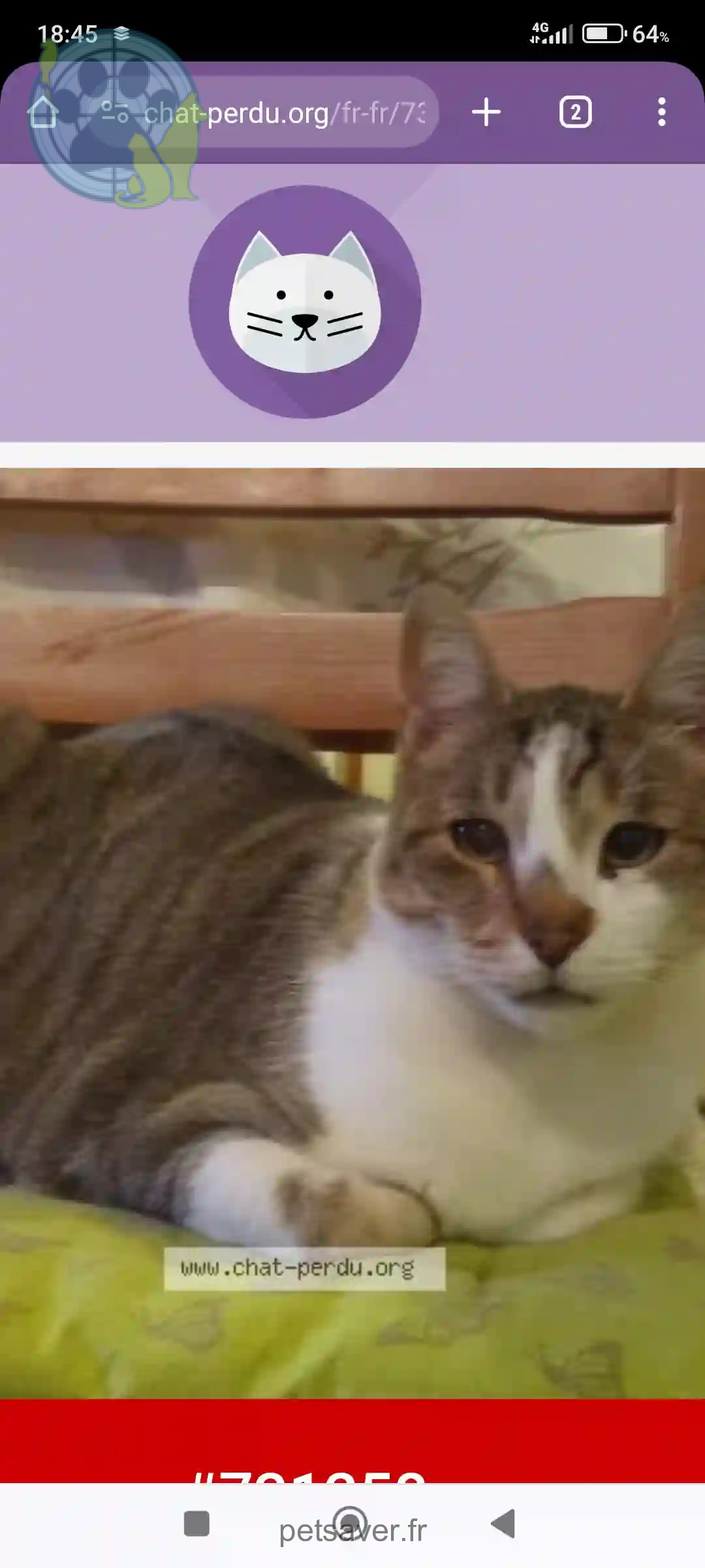 Chat Perdu 01 Ain - Hawaï Chat Perdu 01 Ain - Hawaï