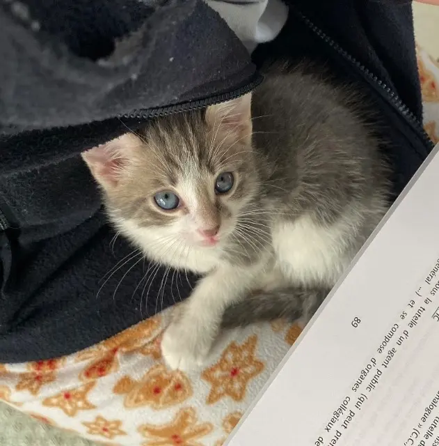 chat reunited   01600 Massieux Milou