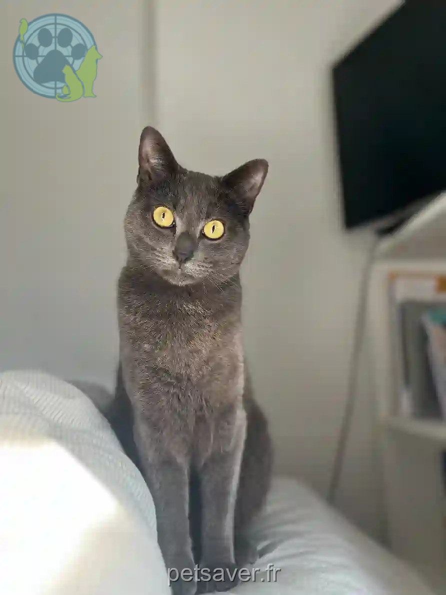 Chat Perdu 01 Ain - Moon Chat Perdu 01 Ain - Moon