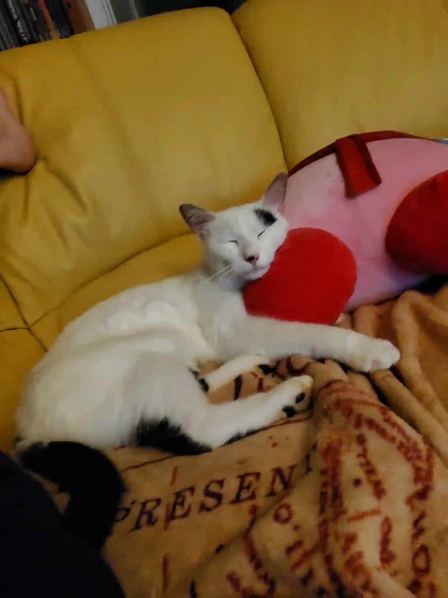 Chat Trouvé 01 Ain - Noisy Chat Trouvé 01 Ain - Noisy