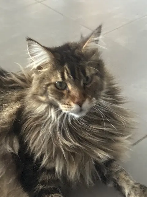 chat reunited   01210 Ornex Onyx