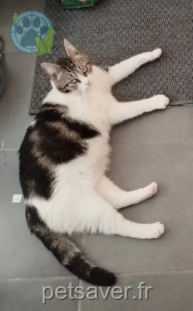 chat reunited 01470 Briord Ossau