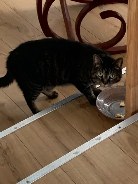 chat reunited   01700 Miribel Oxi