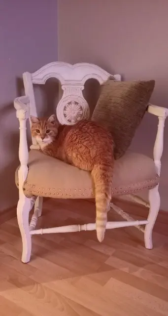 chat reunited   01250 Jasseron Roirou